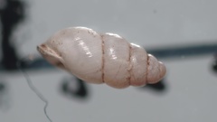Carychium tridentatum
