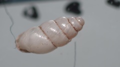 Carychium tridentatum