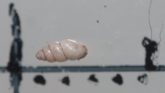 Carychium tridentatum