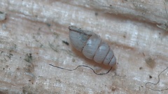 Carychium tridentatum