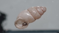 Carychium tridentatum