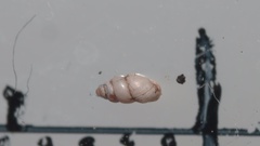 Carychium tridentatum image