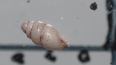 Carychium tridentatum