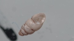 Carychium tridentatum