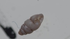 Carychium tridentatum