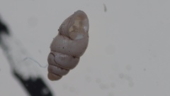 Carychium tridentatum