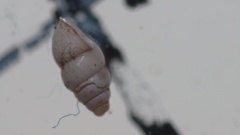 Carychium tridentatum