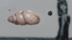 Carychium tridentatum