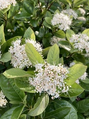 Viburnum