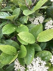 Viburnum
