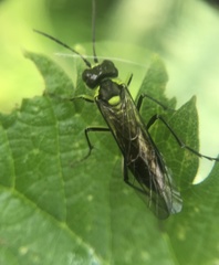 Tenthredo mesomela