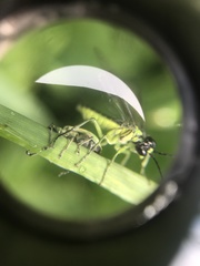 Tenthredo mesomela