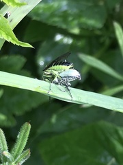 Tenthredo mesomela