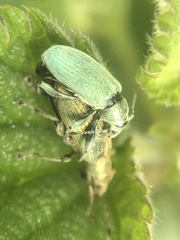 Phyllobius pomaceus