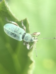 Phyllobius pomaceus