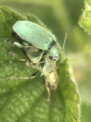 Phyllobius pomaceus