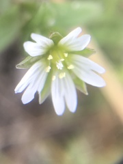 Cerastium