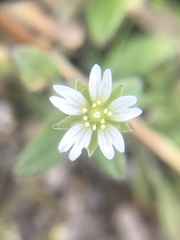 Cerastium