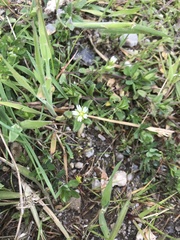 Cerastium