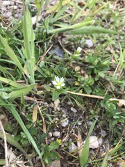 Cerastium