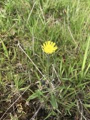 Pilosella officinarum
