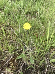 Pilosella officinarum