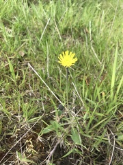 Pilosella officinarum