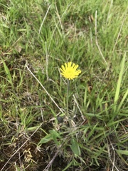 Pilosella officinarum