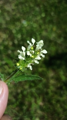 Prunella laciniata