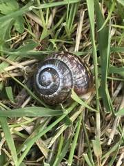 Arianta arbustorum