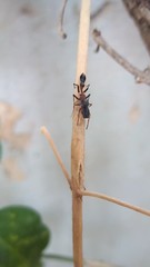 Myrmarachne melanocephala