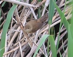 Acrocephalus scirpaceus