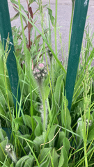 Pilosella aurantiaca