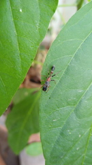 Myrmarachne melanocephala