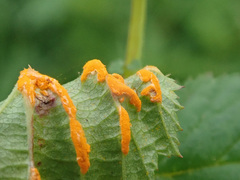 Triphragmium ulmariae