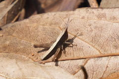 Phlaeoba antennata