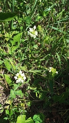 Prunella laciniata