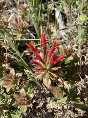 Monardella macrantha macrantha