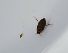 Lancetes lanceolatus