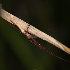 Tetragnatha demissa