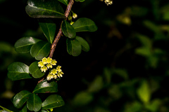 Putterlickia verrucosa