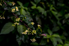 Putterlickia verrucosa