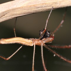 Tetragnatha demissa
