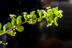 Putterlickia verrucosa