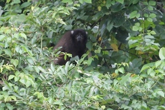 Plecturocebus donacophilus