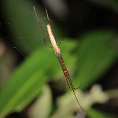 Tetragnatha demissa