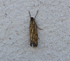 Chrysocramboides craterella