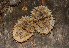 Aspidoproctus