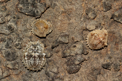 Aspidoproctus