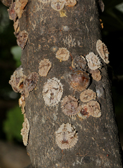 Aspidoproctus